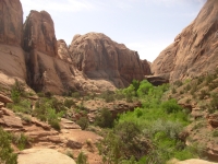 Morning Glory Arch